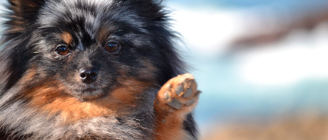 veterinary emergencies